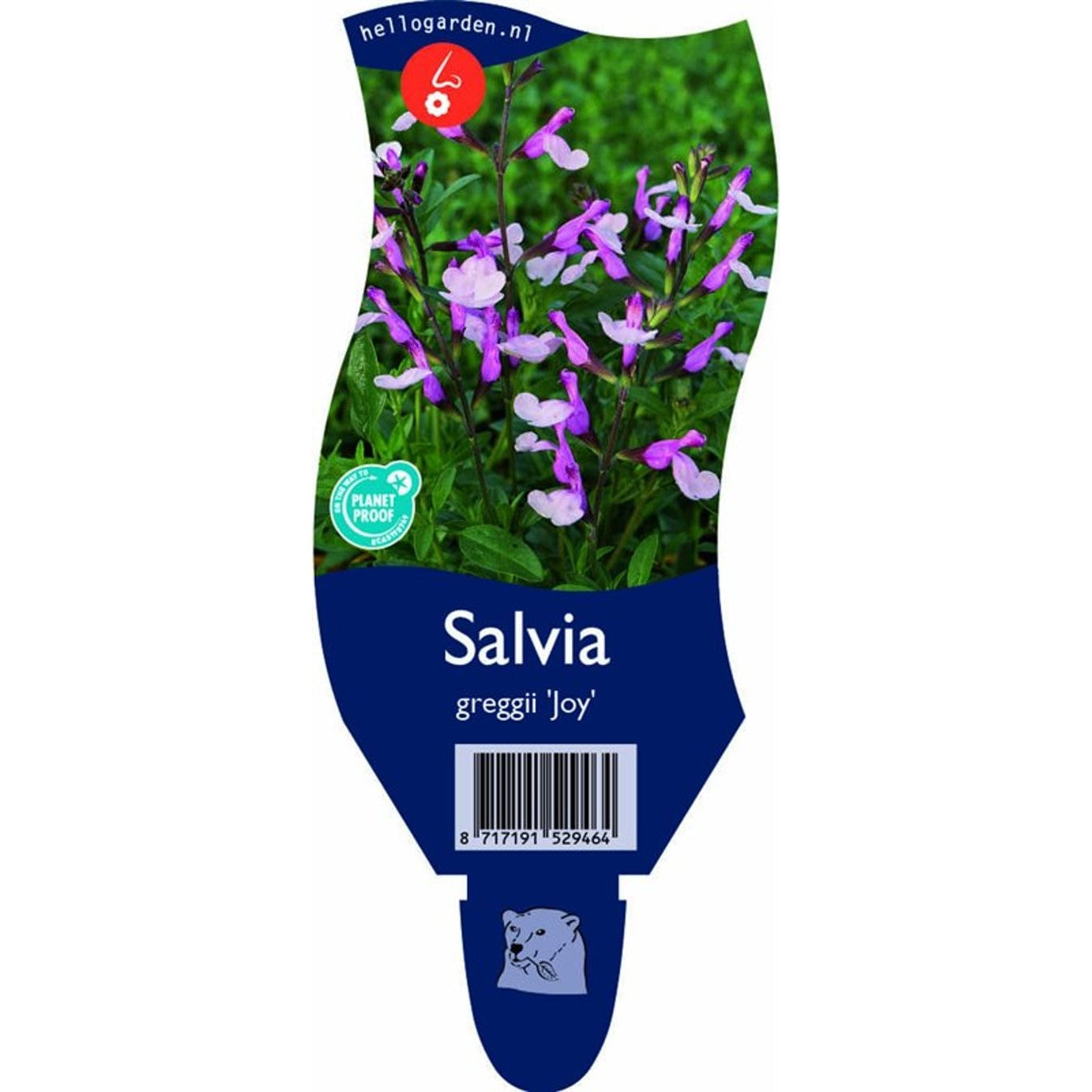 Salvia – Salvia greggii 'Joy' - P11